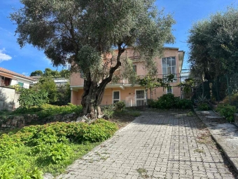 CERVO- IMPERIA - - VV15